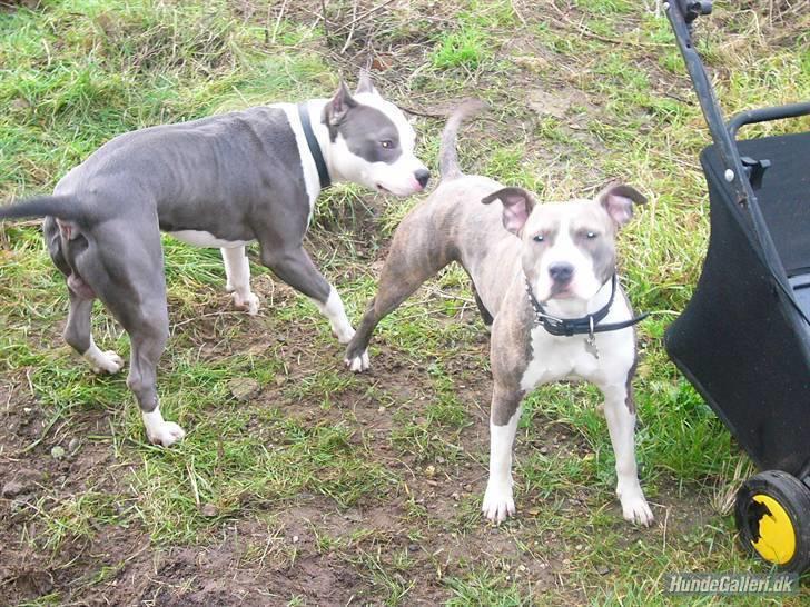 Amerikansk staffordshire terrier Mokai - Her er mine bedsteforældre, morfar til venstre og mormor til højre ;o) billede 17
