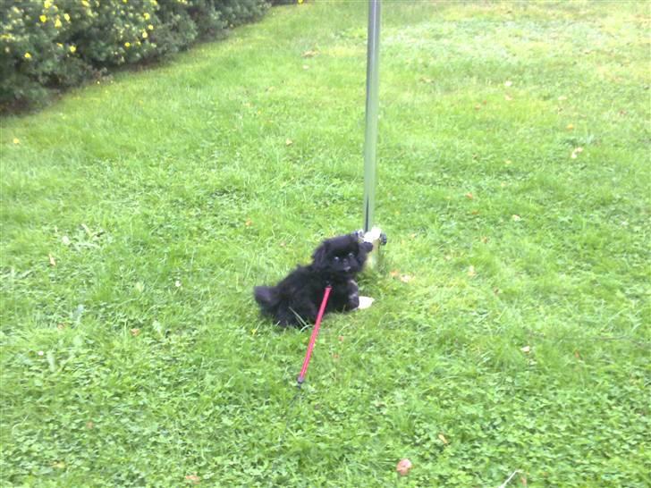 Pekingeser Ling billede 1