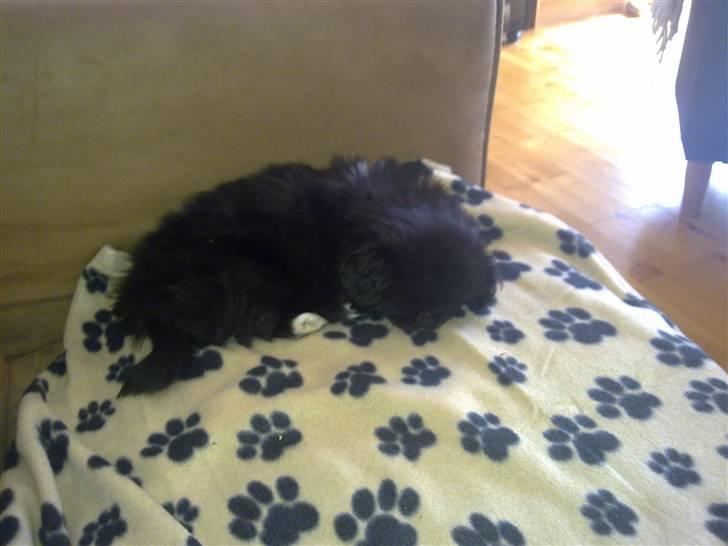 Pekingeser Ling billede 6