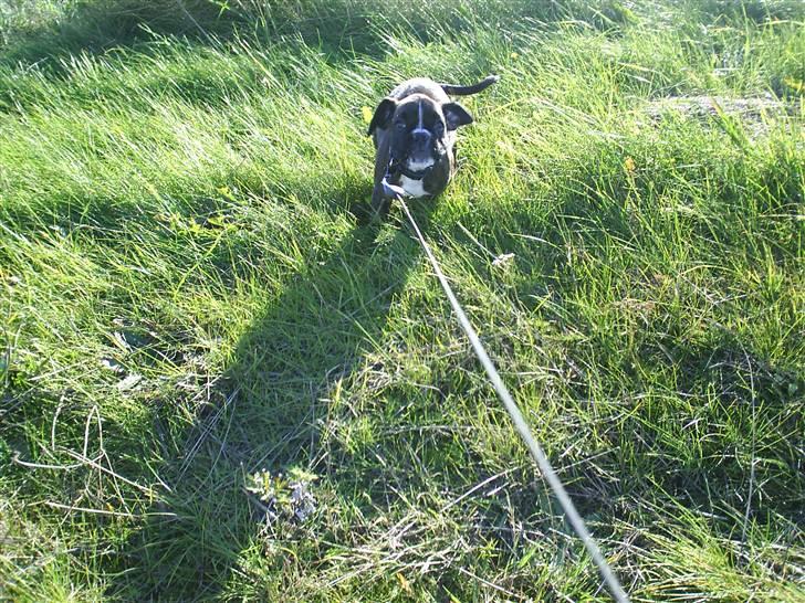 Boxer Faiby´s Laika billede 12