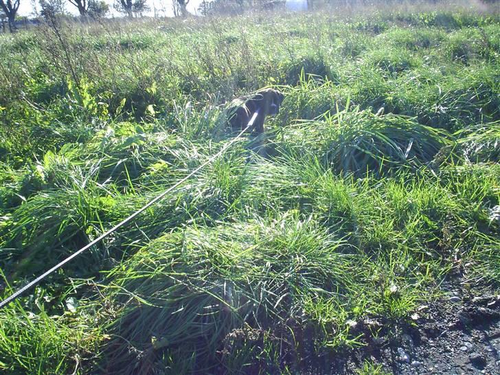 Boxer Faiby´s Laika billede 13