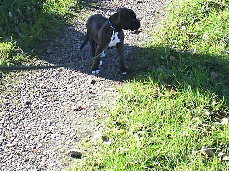 Boxer Faiby´s Laika billede 14