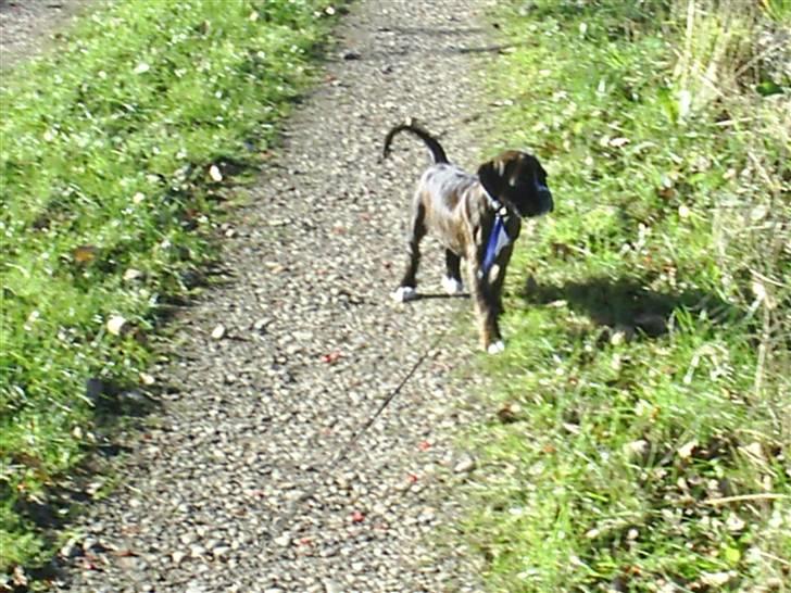 Boxer Faiby´s Laika billede 15