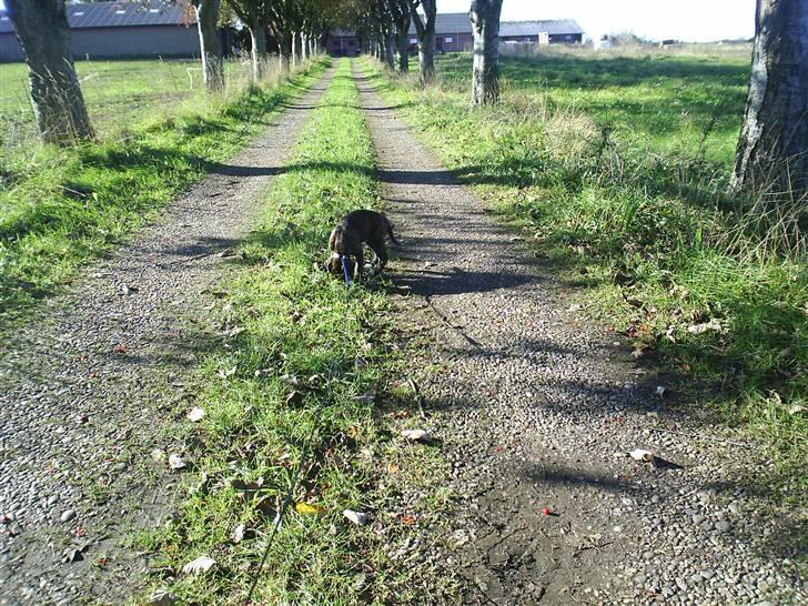 Boxer Faiby´s Laika billede 16