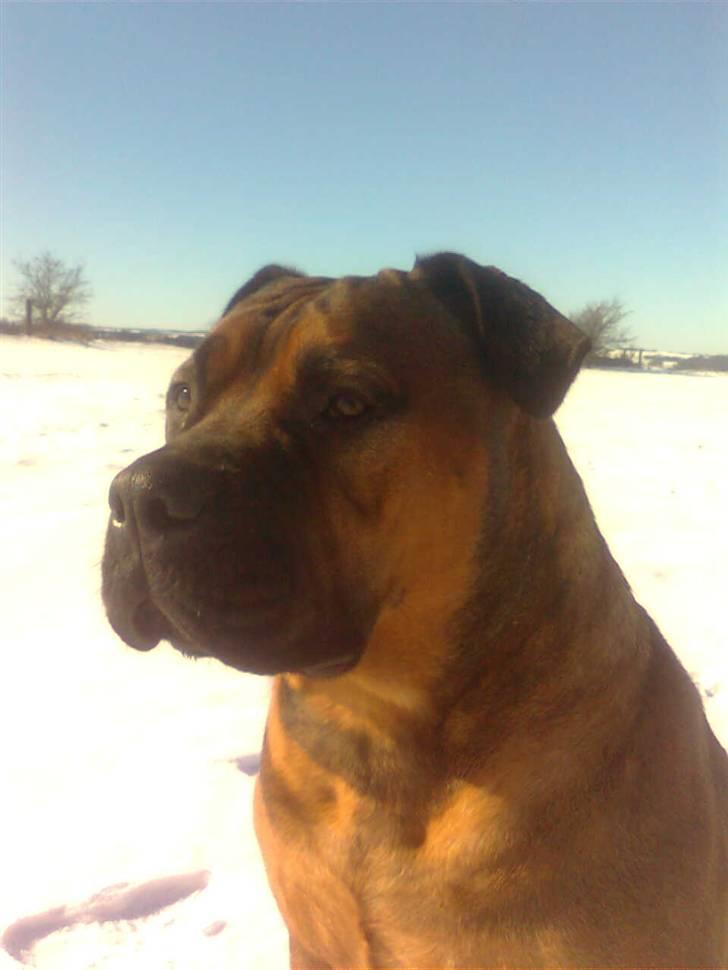 Boerboel Anasha Bugsy Malone billede 1