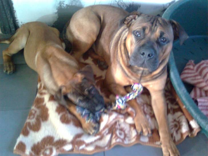 Boerboel Anasha Bugsy Malone - Bugsy har fået en lillesøster - Lady Malone billede 2