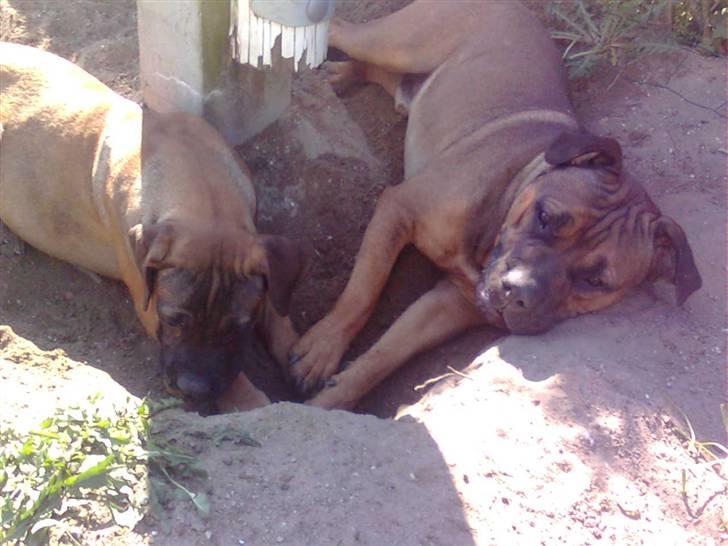 Boerboel Anasha Bugsy Malone - Vi gør vores bedste for at grave vores lange flagstang op - men er blevet liidt trætte billede 3