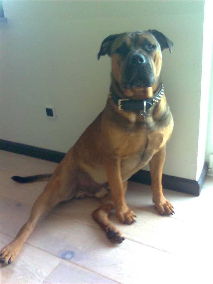 Boerboel Anasha Bugsy Malone - Nittedreng billede 4