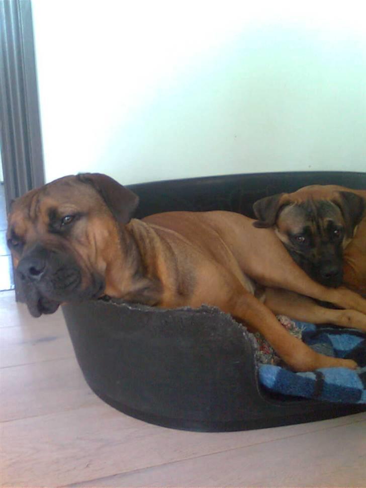 Boerboel Anasha Bugsy Malone billede 5
