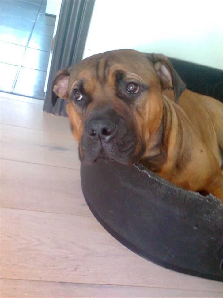 Boerboel Anasha Bugsy Malone billede 6