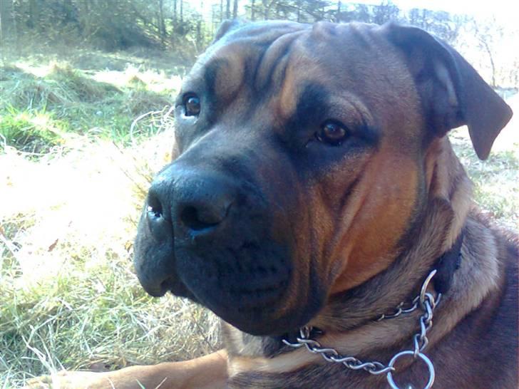 Boerboel Anasha Bugsy Malone billede 7