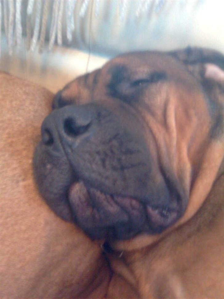 Boerboel Anasha Bugsy Malone billede 8