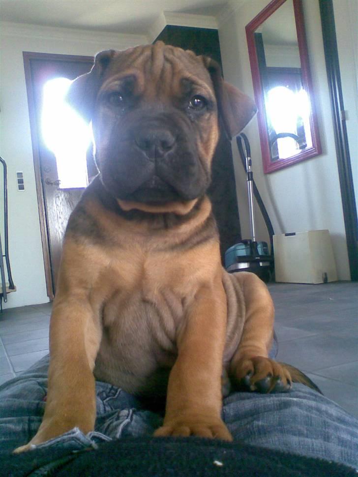 Boerboel Anasha Bugsy Malone billede 9