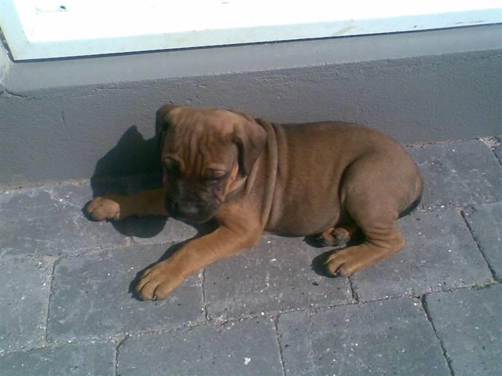 Boerboel Anasha Bugsy Malone billede 10