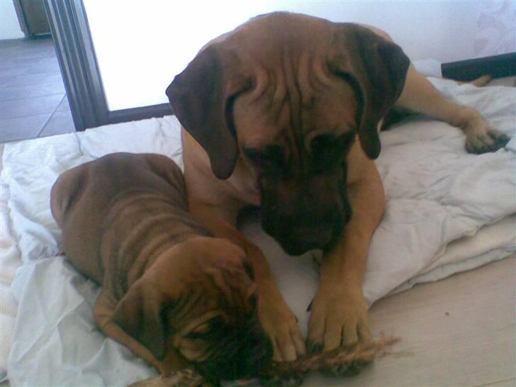 Boerboel Anasha Bugsy Malone billede 11