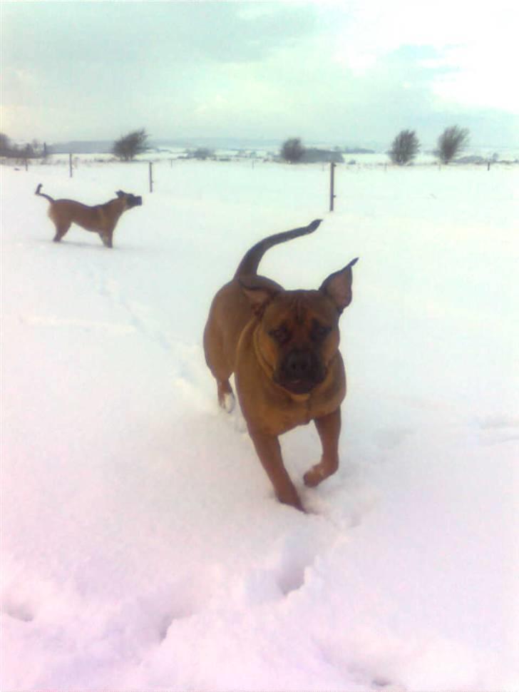 Boerboel Anasha Bugsy Malone billede 12