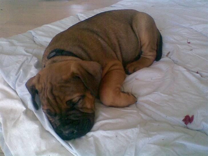 Boerboel Anasha Bugsy Malone billede 13