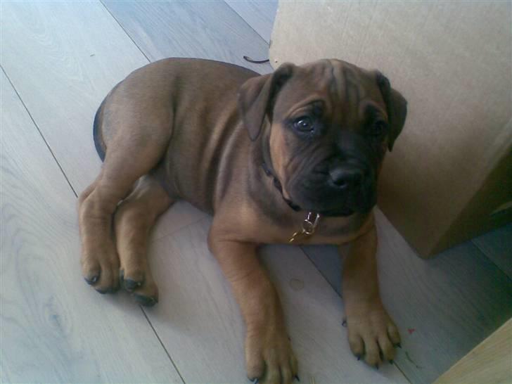 Boerboel Anasha Bugsy Malone billede 14