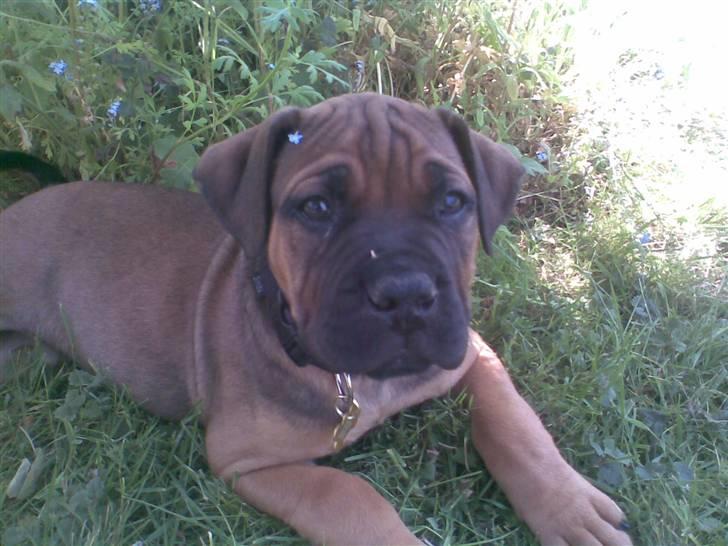 Boerboel Anasha Bugsy Malone billede 15