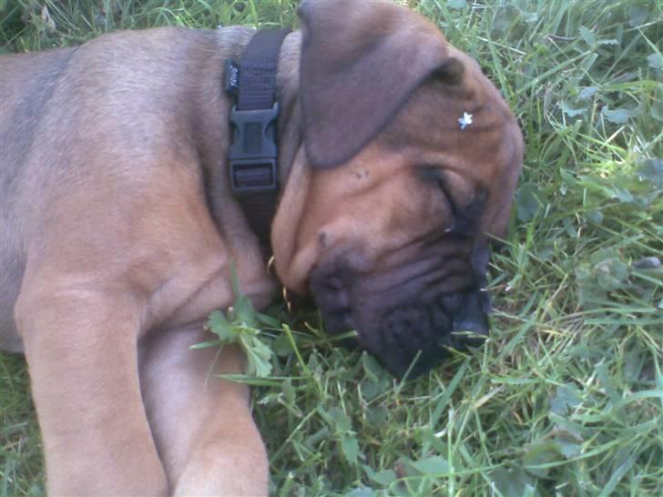 Boerboel Anasha Bugsy Malone billede 16