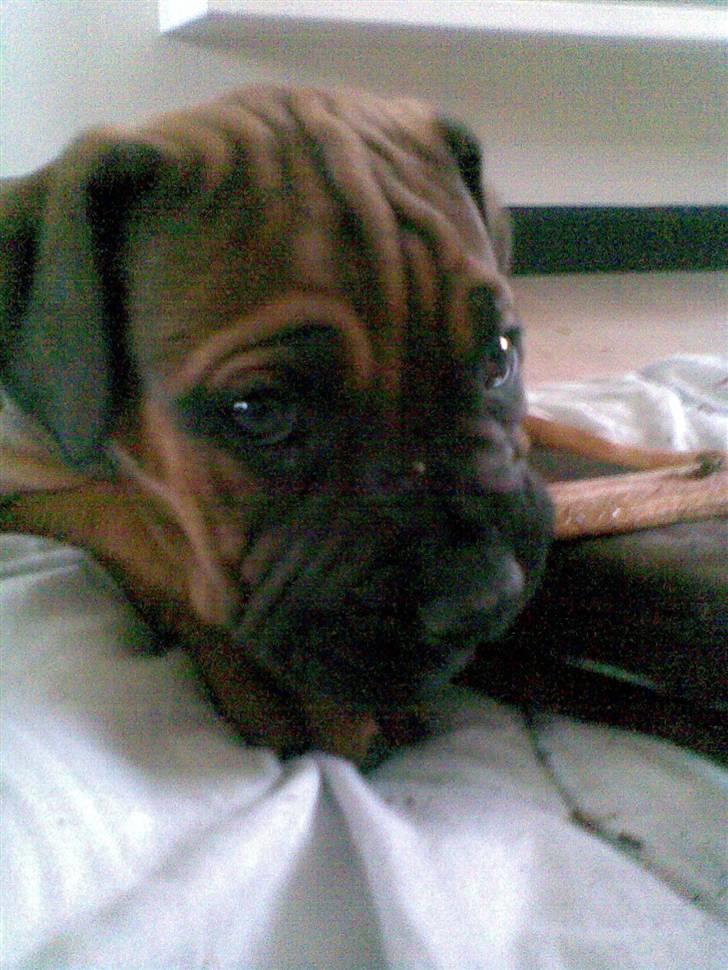 Boerboel Anasha Bugsy Malone billede 17