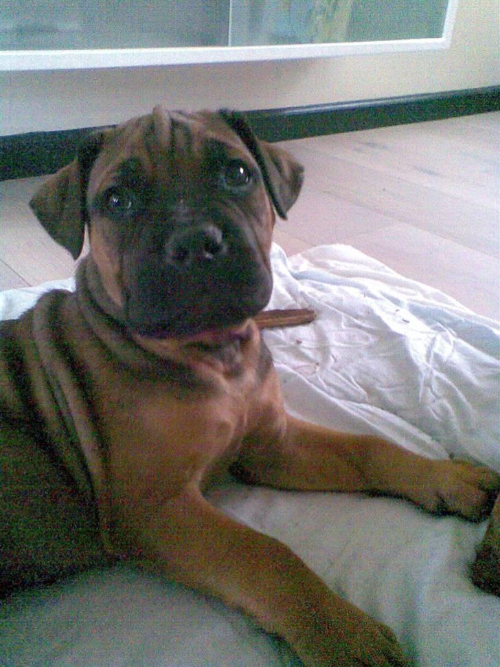 Boerboel Anasha Bugsy Malone billede 18