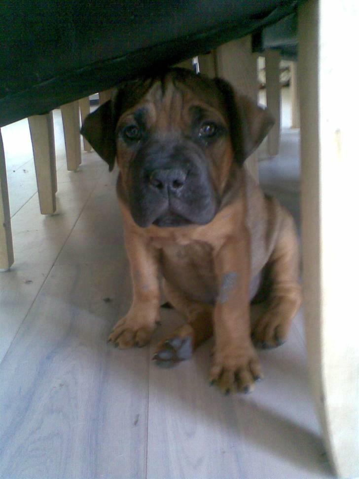 Boerboel Anasha Bugsy Malone billede 19