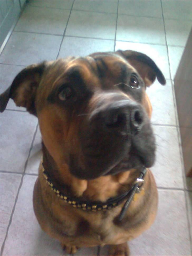 Boerboel Anasha Bugsy Malone billede 20