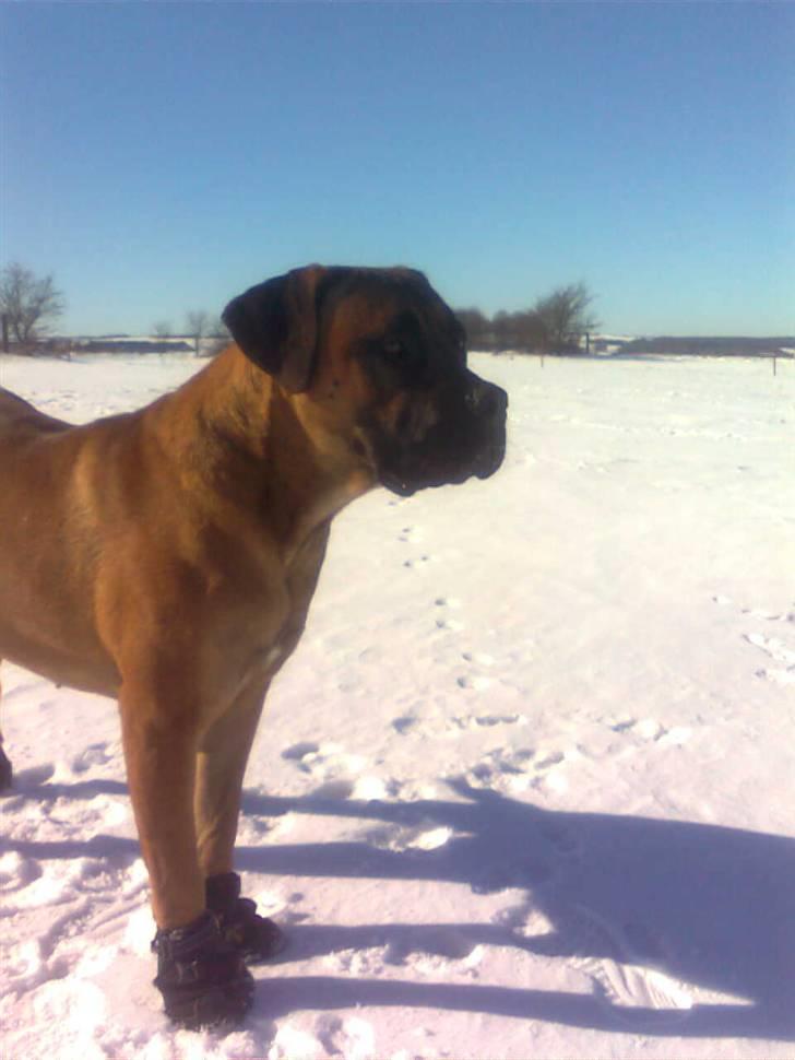 Boerboel Anasha Lady Malone billede 1
