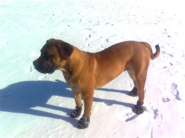 Boerboel Anasha Lady Malone billede 2