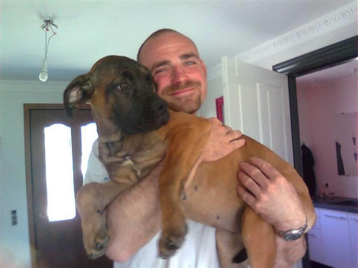 Boerboel Anasha Lady Malone billede 3