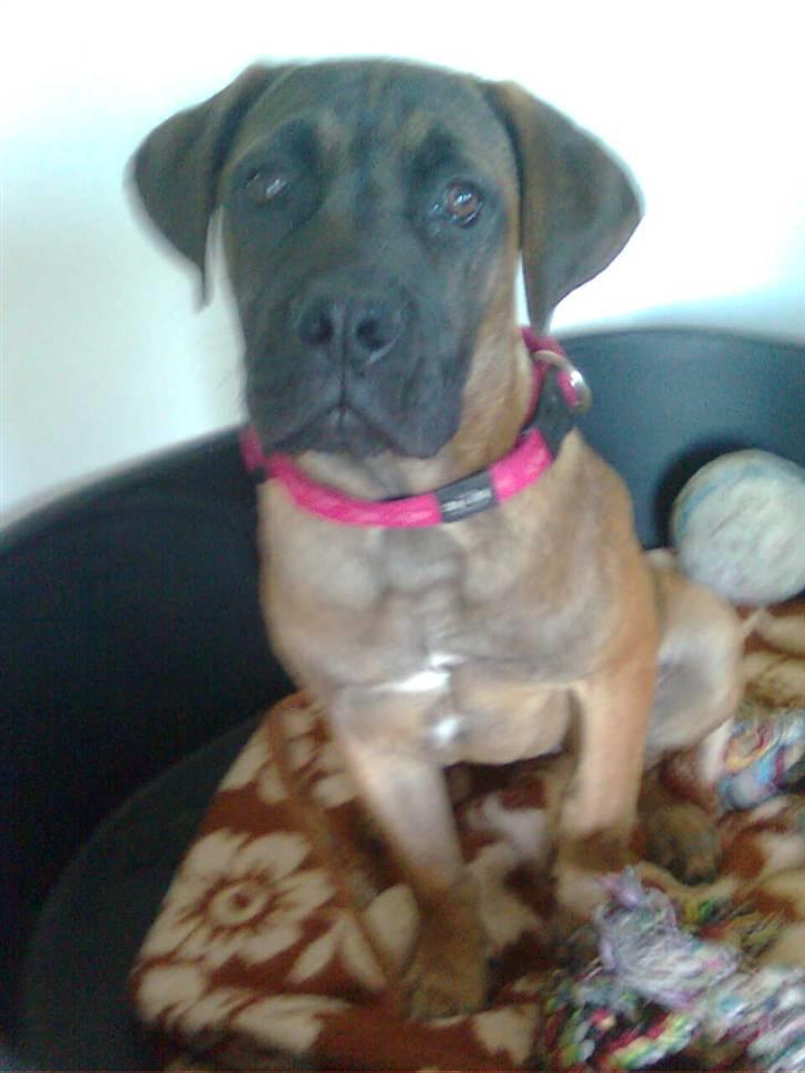 Boerboel Anasha Lady Malone billede 4