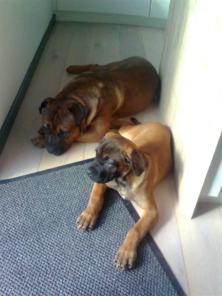 Boerboel Anasha Lady Malone billede 5