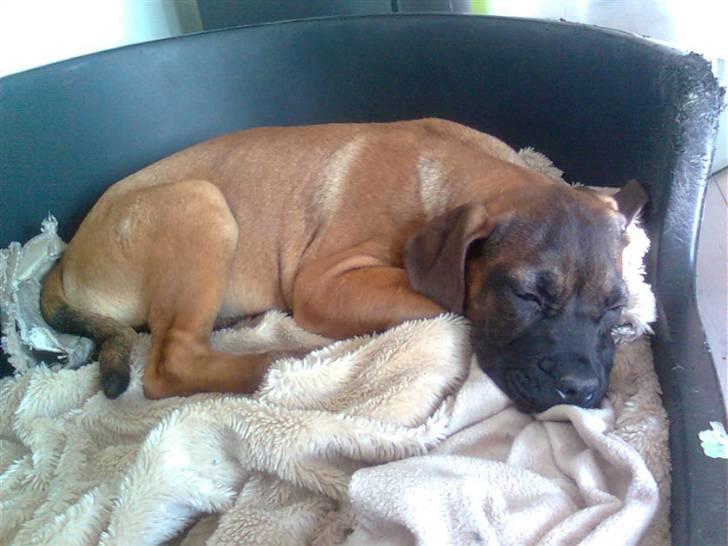 Boerboel Anasha Lady Malone billede 6