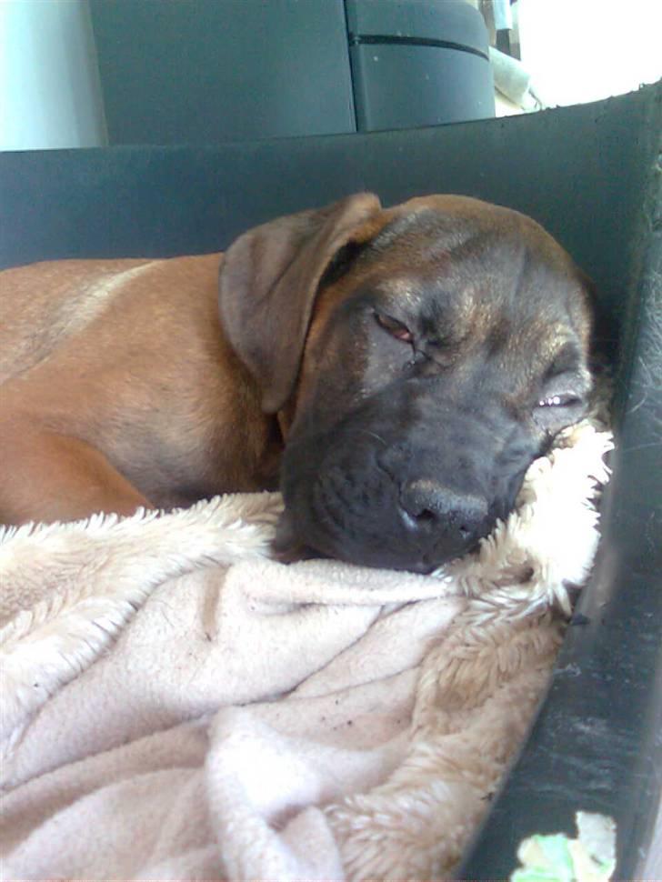 Boerboel Anasha Lady Malone billede 7