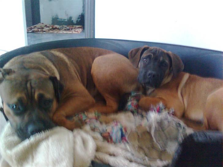 Boerboel Anasha Lady Malone billede 8