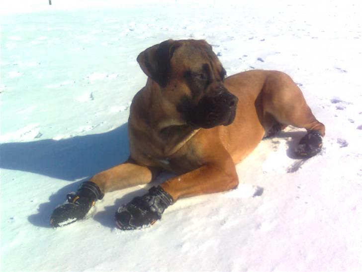 Boerboel Anasha Lady Malone billede 9
