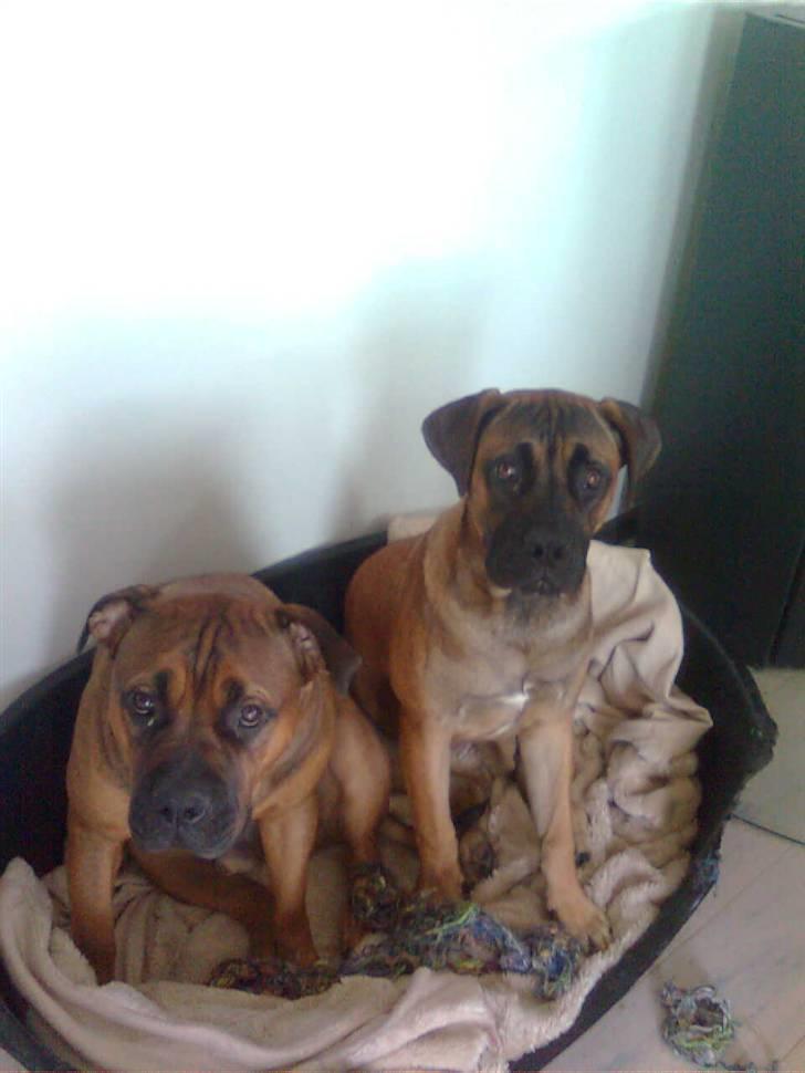 Boerboel Anasha Lady Malone billede 10
