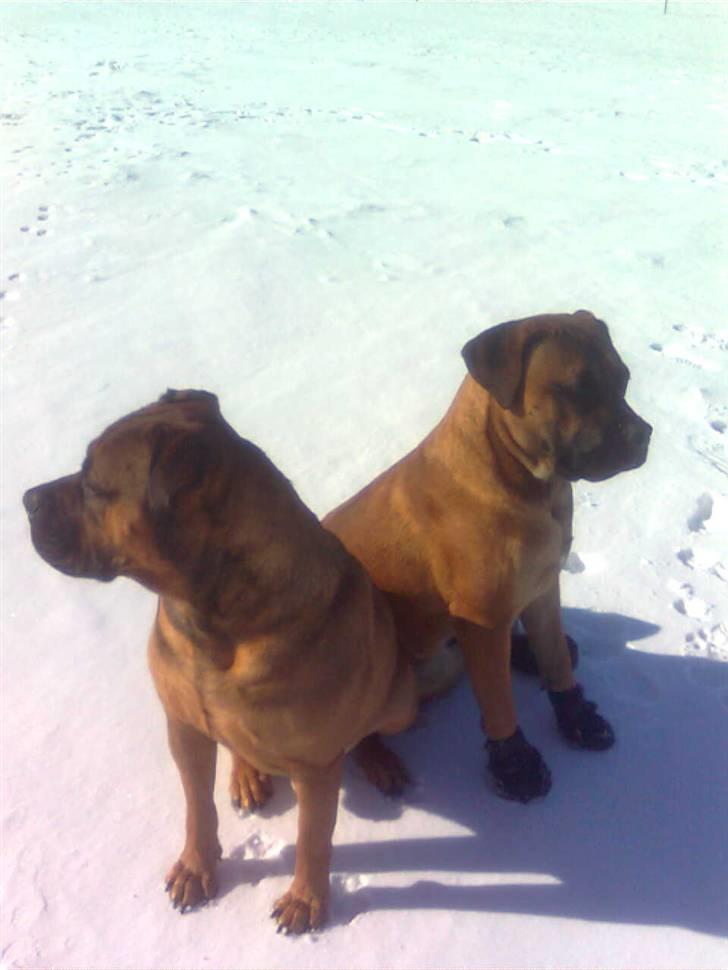 Boerboel Anasha Lady Malone billede 11