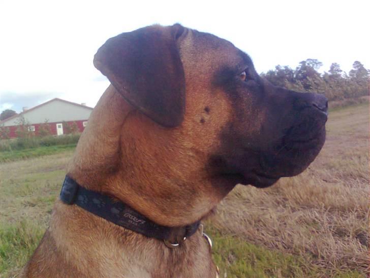 Boerboel Anasha Lady Malone billede 12