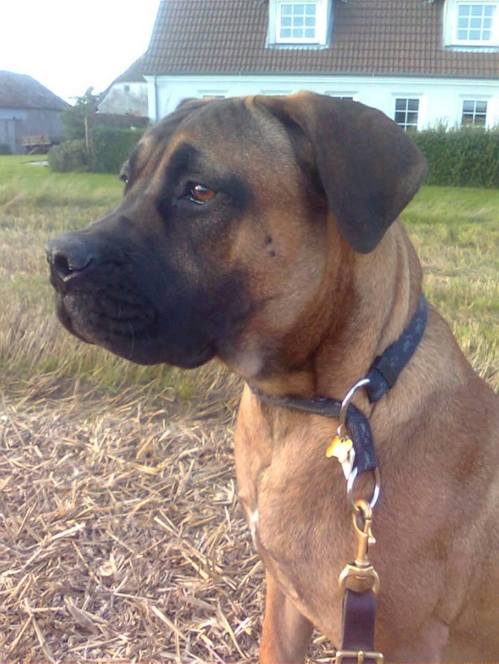 Boerboel Anasha Lady Malone billede 13