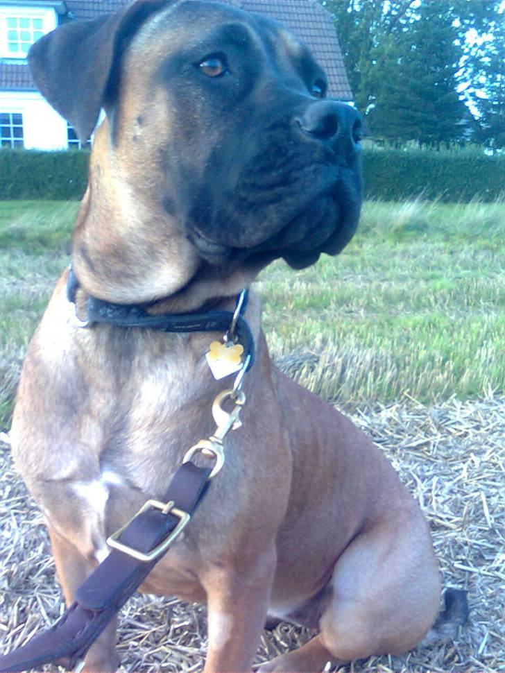 Boerboel Anasha Lady Malone billede 14