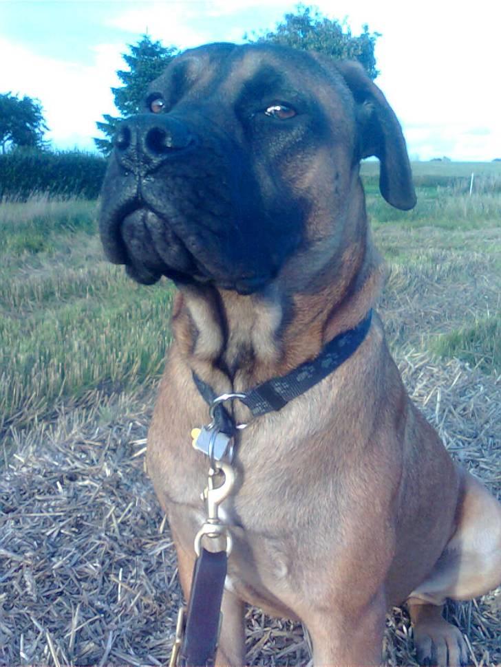 Boerboel Anasha Lady Malone billede 15