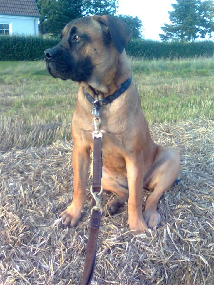 Boerboel Anasha Lady Malone billede 16