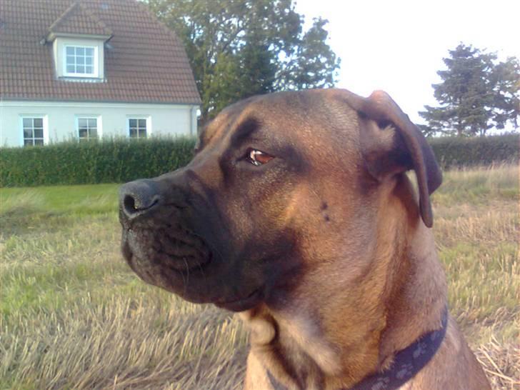 Boerboel Anasha Lady Malone billede 17