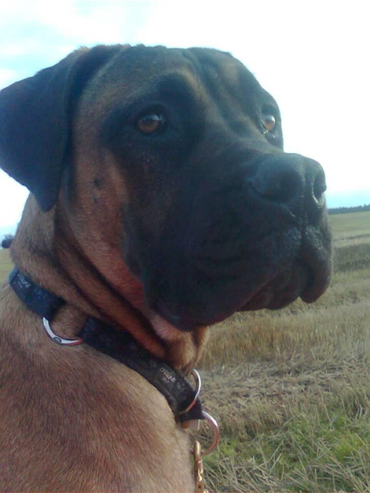 Boerboel Anasha Lady Malone billede 18