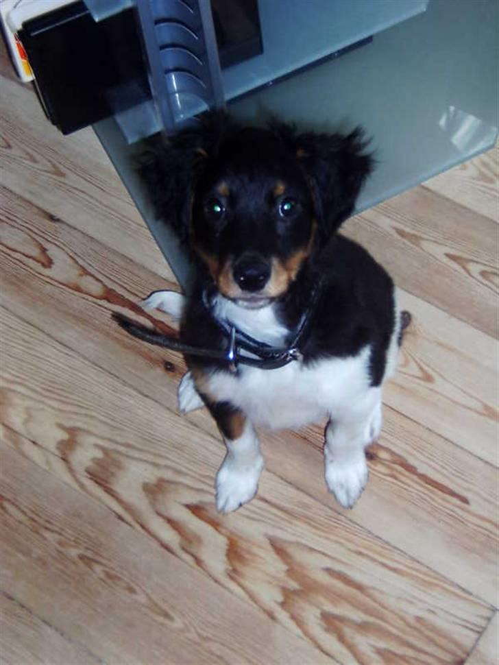 Blanding af racer Taico R.I.P. billede 4