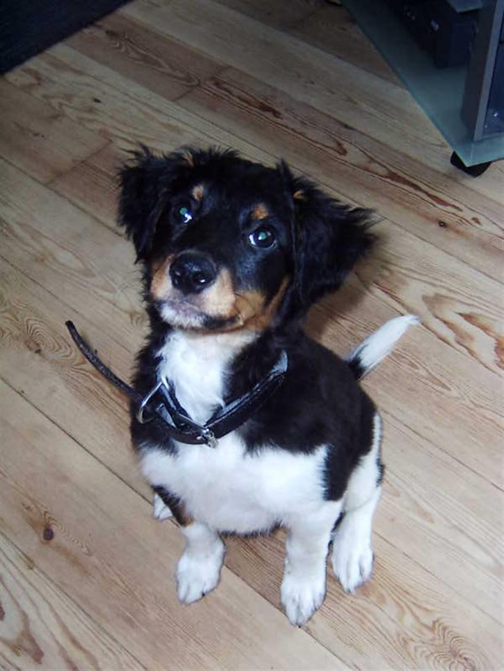 Blanding af racer Taico R.I.P. billede 5