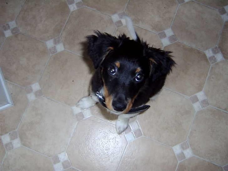 Blanding af racer Taico R.I.P. billede 6