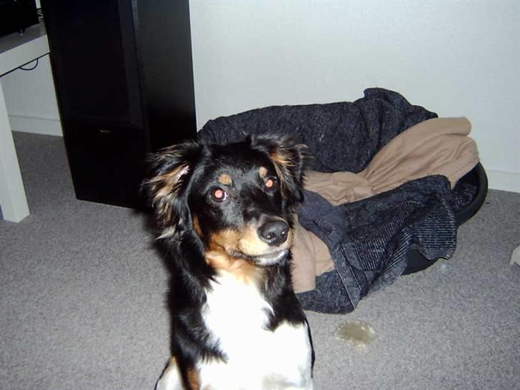 Blanding af racer Taico R.I.P. billede 8